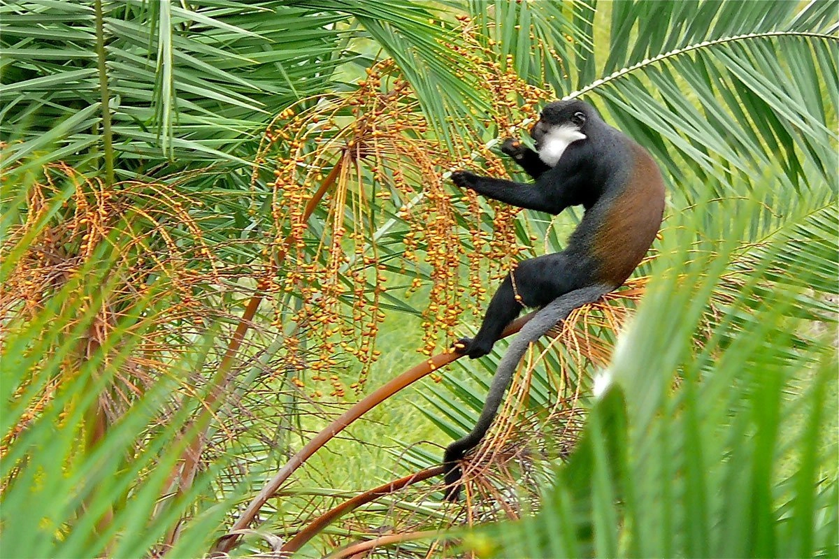 5 Days Rwanda Primates Safari