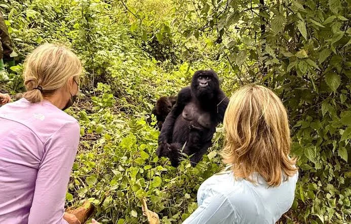 Is Gorilla Trekking Safe in Uganda and Rwanda?