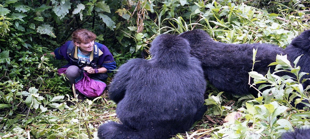 Are Mountain Gorillas Dangerous?