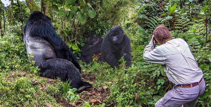 Are Mountain Gorillas Dangerous?
