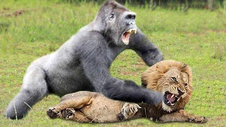 Can a Silverback Gorilla Kill a Lion?