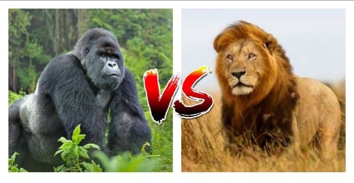 What Happens When a Silverback Gorilla Feels Threatened?