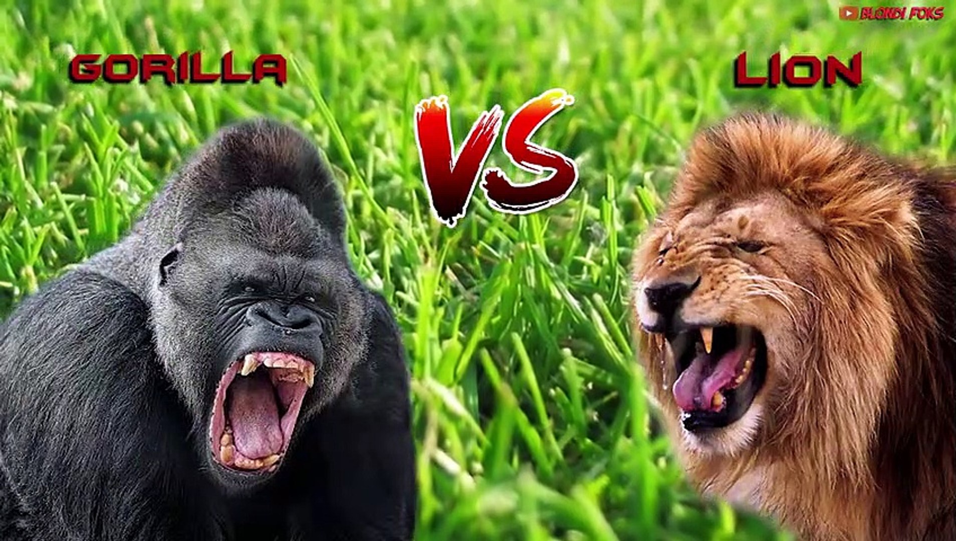 Would a Gorilla Beat a Lion in a Fight?