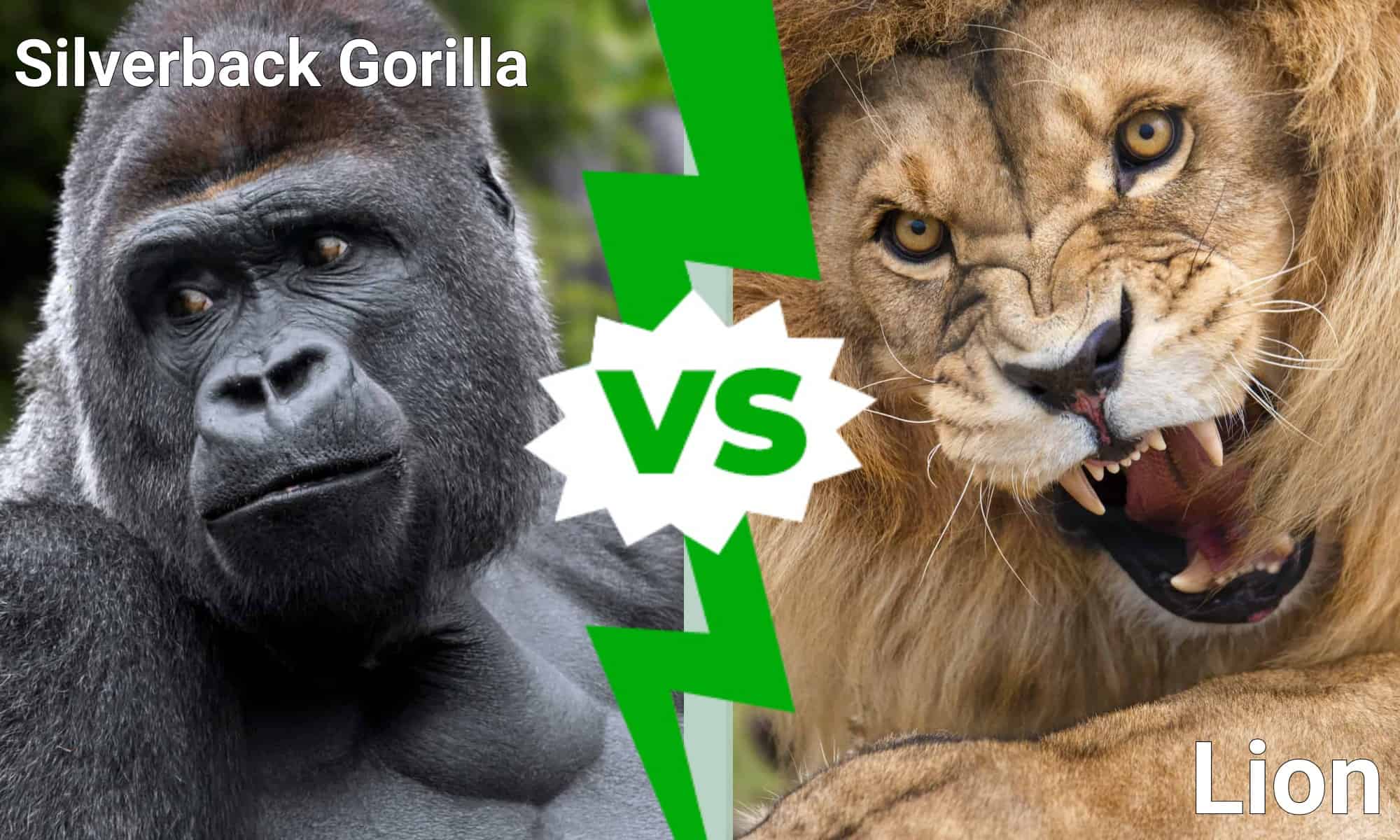 Can a Gorilla Fight a Lion?