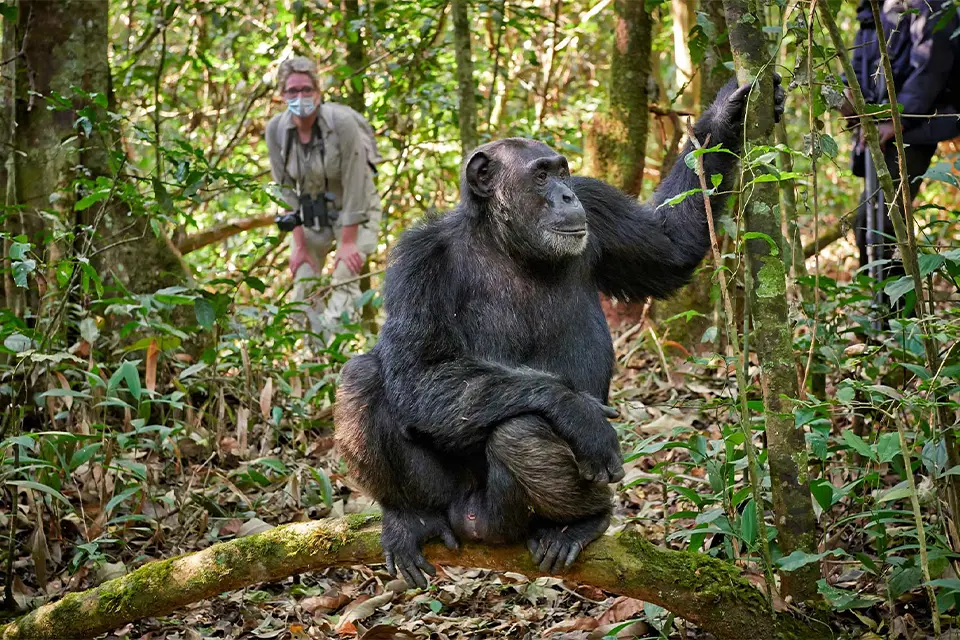 5 Days Rwanda Primates Safari