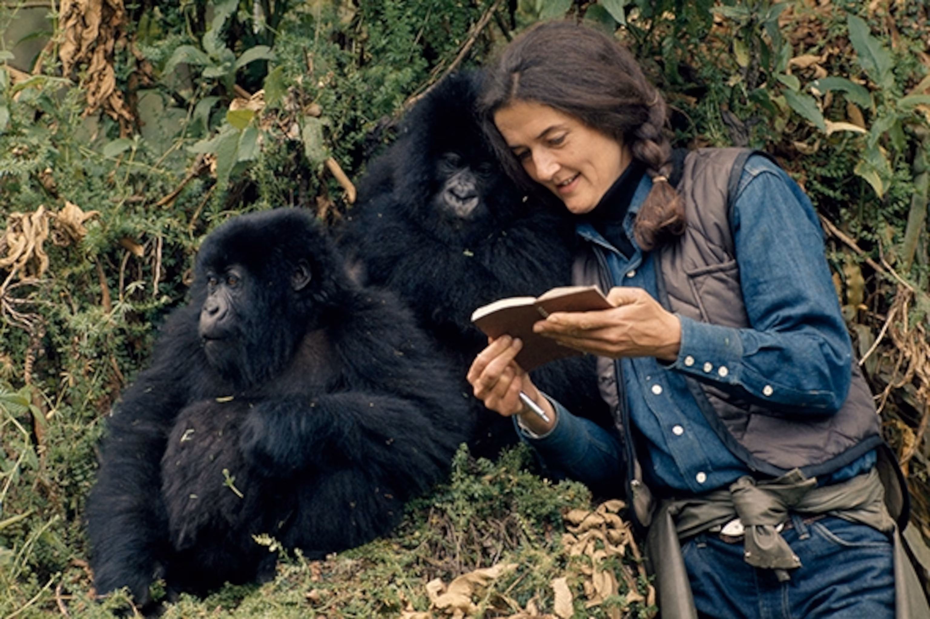 Are Gorillas Friendly to Humans
