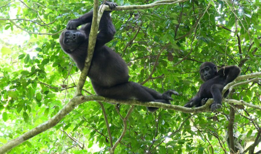 Do Gorillas Play?