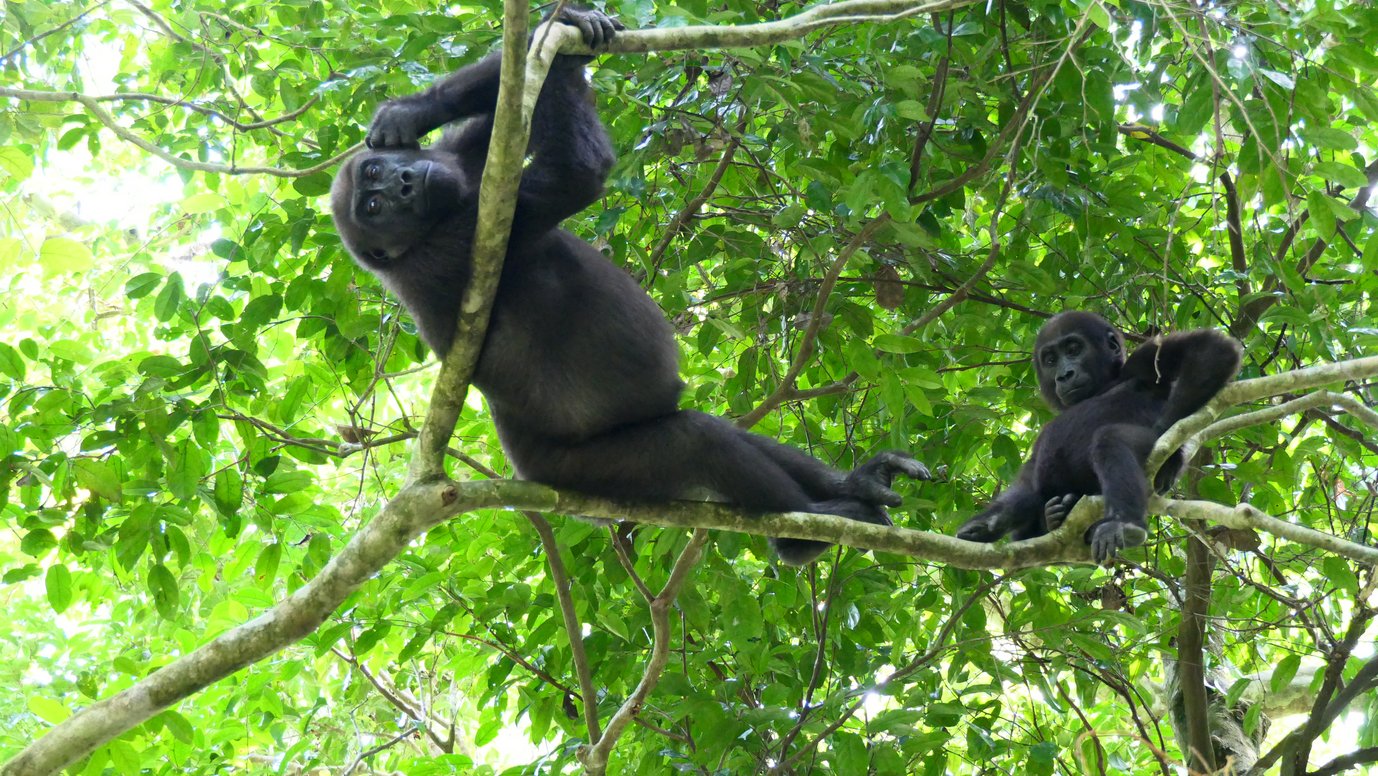 Do Gorillas Play?