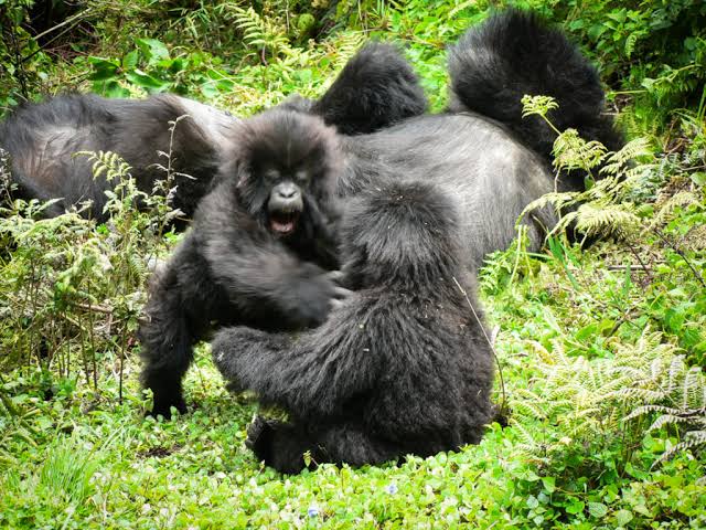 How Can You Tell If Gorillas Are Playing or Fighting?