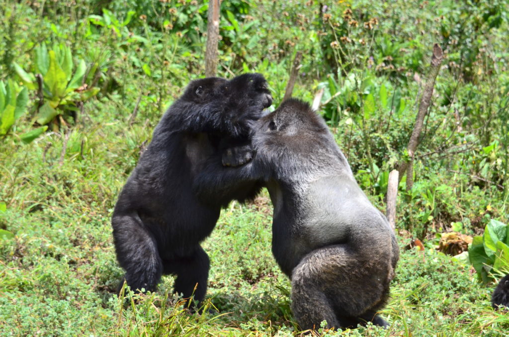 How Strong Is a Silverback Gorilla?