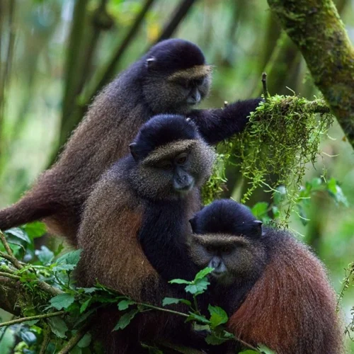 5 Days Rwanda Primates Safari