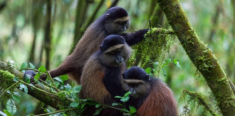 5 Days Rwanda Primates Safari