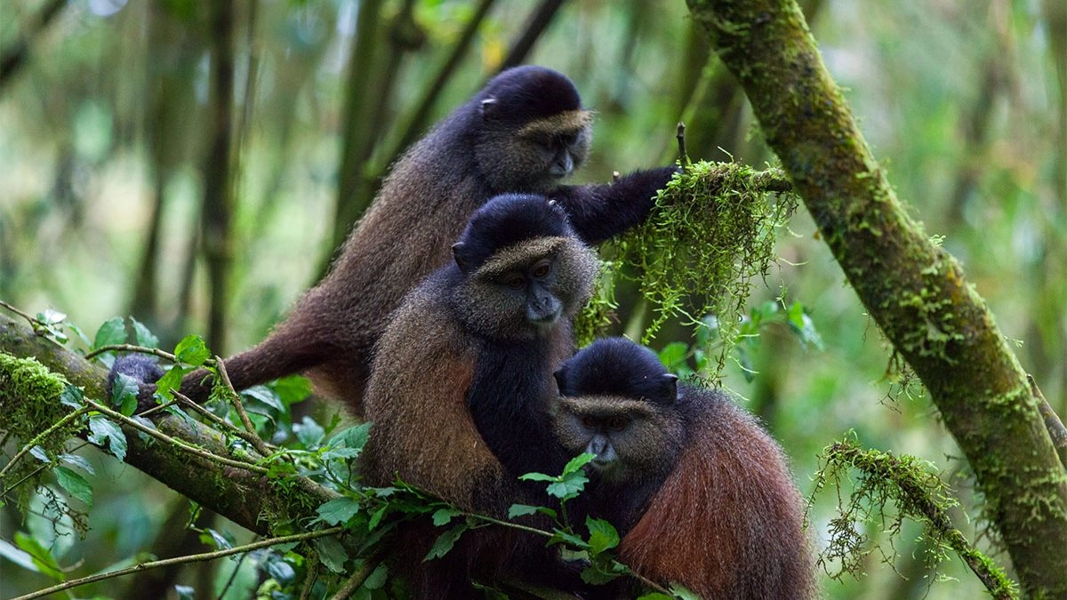 5 Days Rwanda Primates Safari