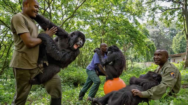 Are Strong Silverback Gorillas Dangerous to Humans?