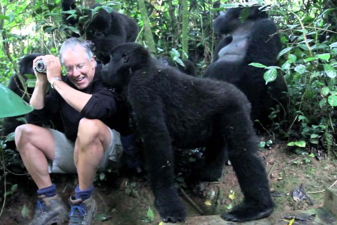 Do Gorillas Like Humans or Enjoy Human Company?