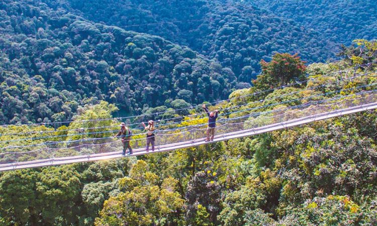 What Is Nyungwe Forest National Park?