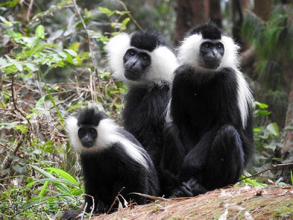 What Wildlife Will You See in Nyungwe Forest National Park?