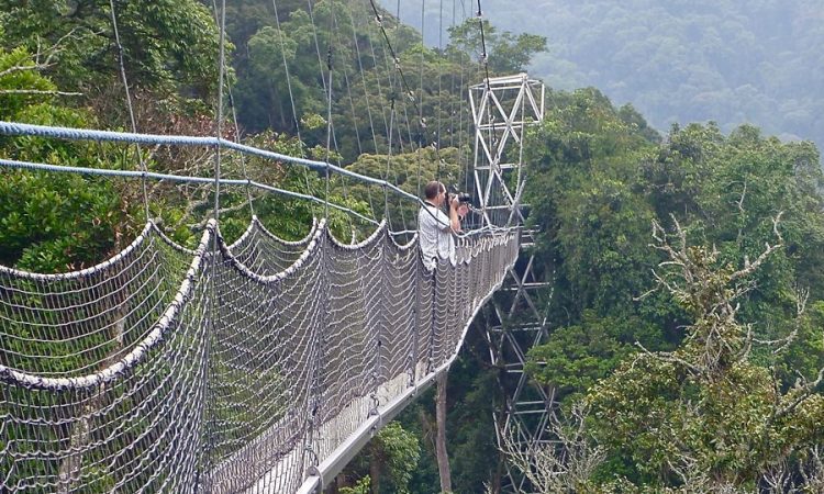 Best Time to Visit Nyungwe Forest National Park