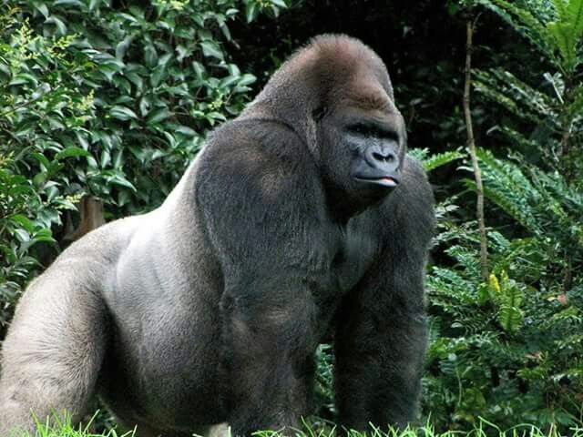 Strongest Silverback Gorilla