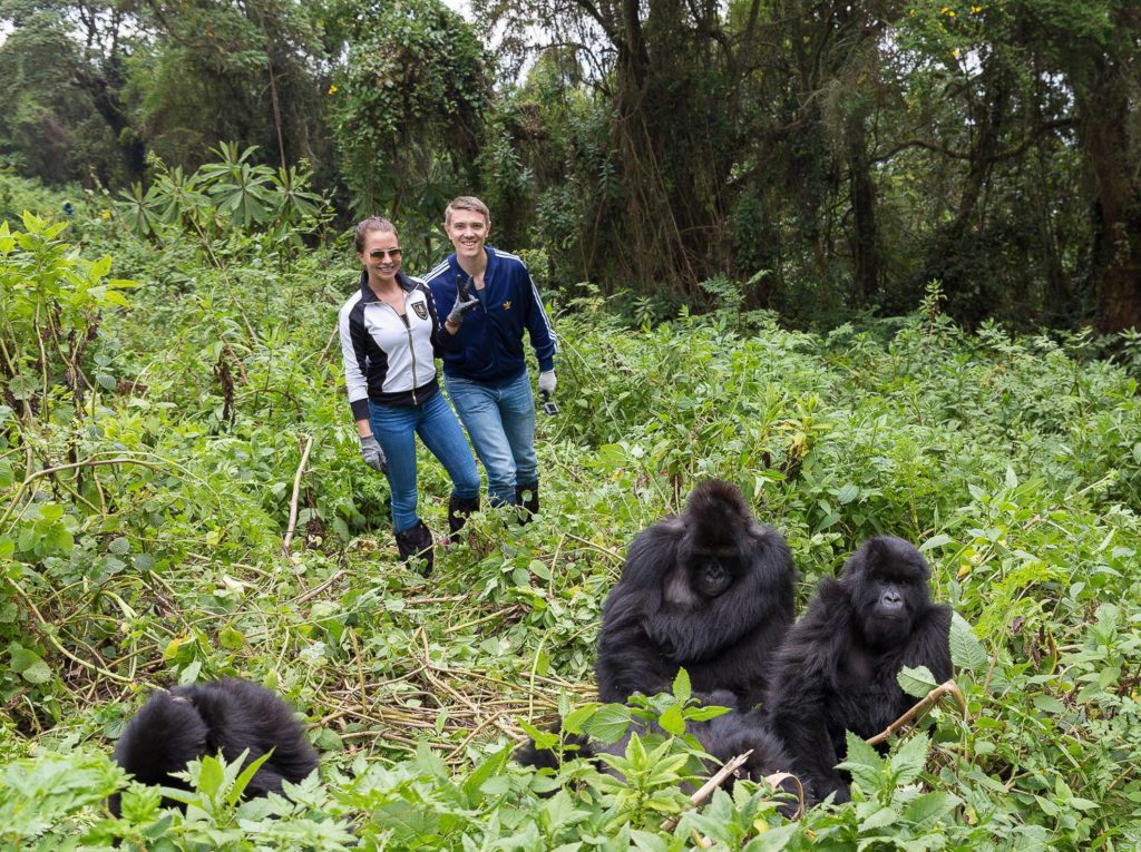 Why Are There So Many Rules Around Gorillas?