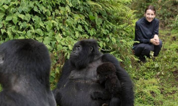 15 Things You Should Never Do Around Gorillas