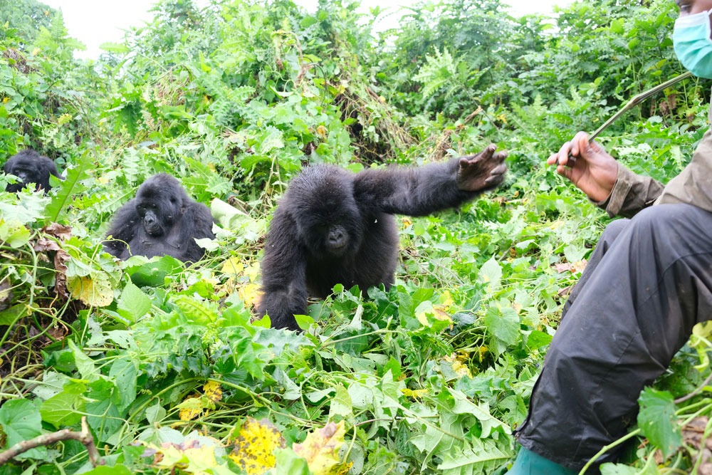 Can You See Gorillas Playing During Gorilla Trekking?