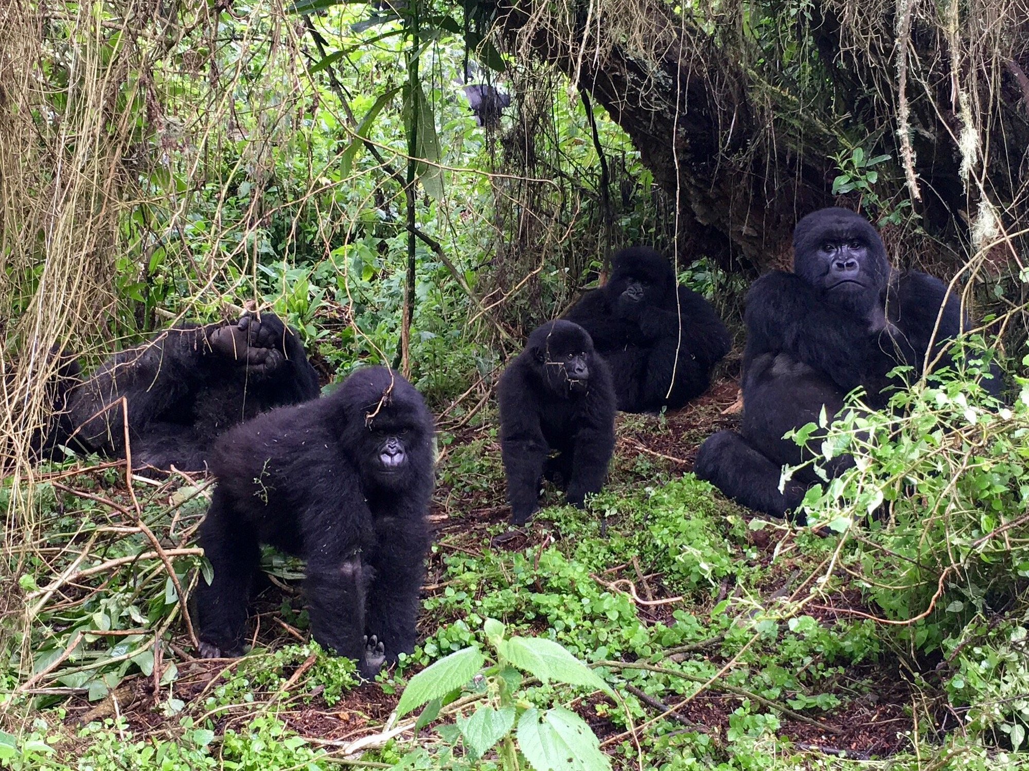 Where Do Blackback Gorillas Live?