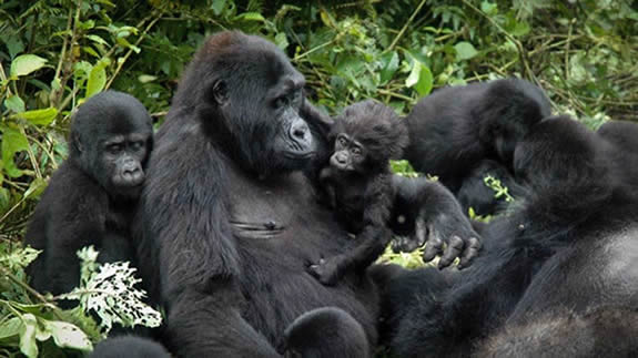 Do Blackback Gorillas Leave Their Families?