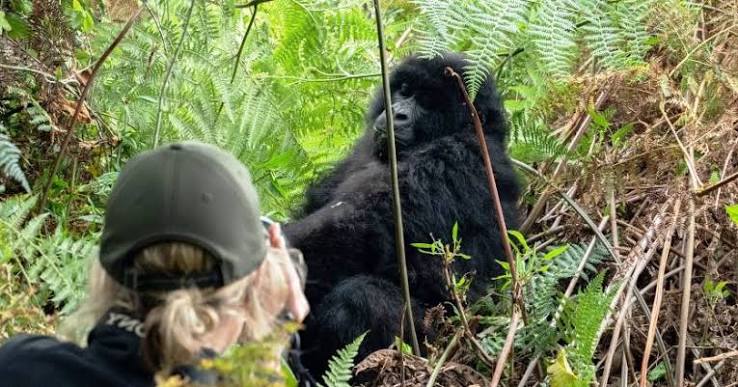 Why Are Blackback Gorillas Important to Conservation?
