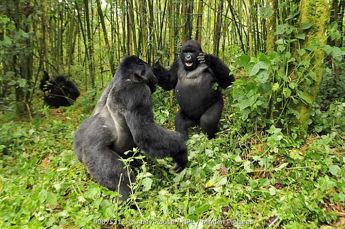 How Old Is a Blackback Gorilla?