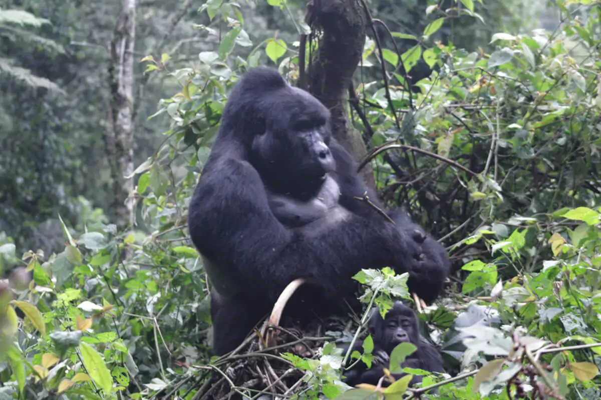 What is a Blackback Gorilla?