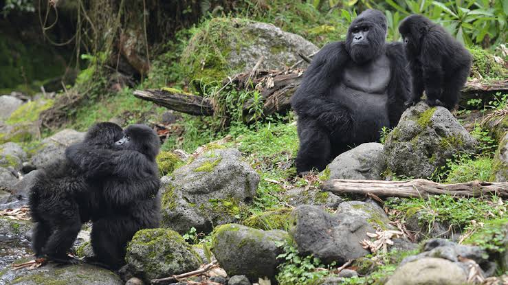 What is a Blackback Gorilla?