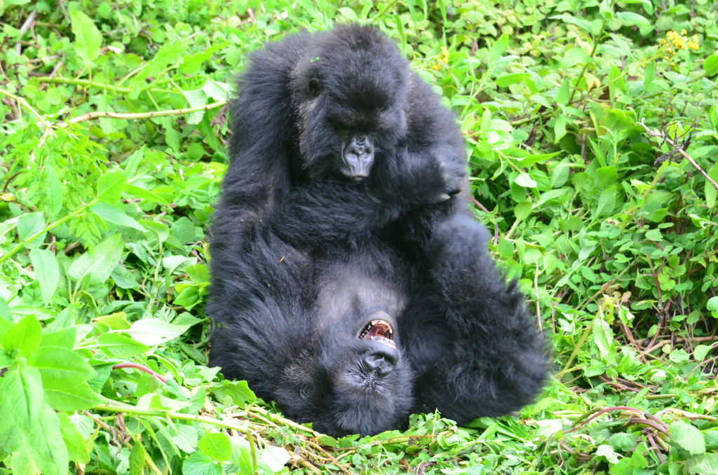 How Do Gorillas Play?