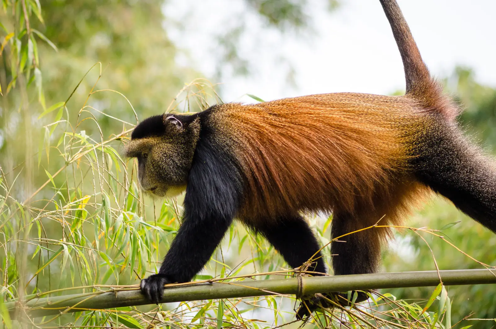 15 Days Uganda Rwanda Safari