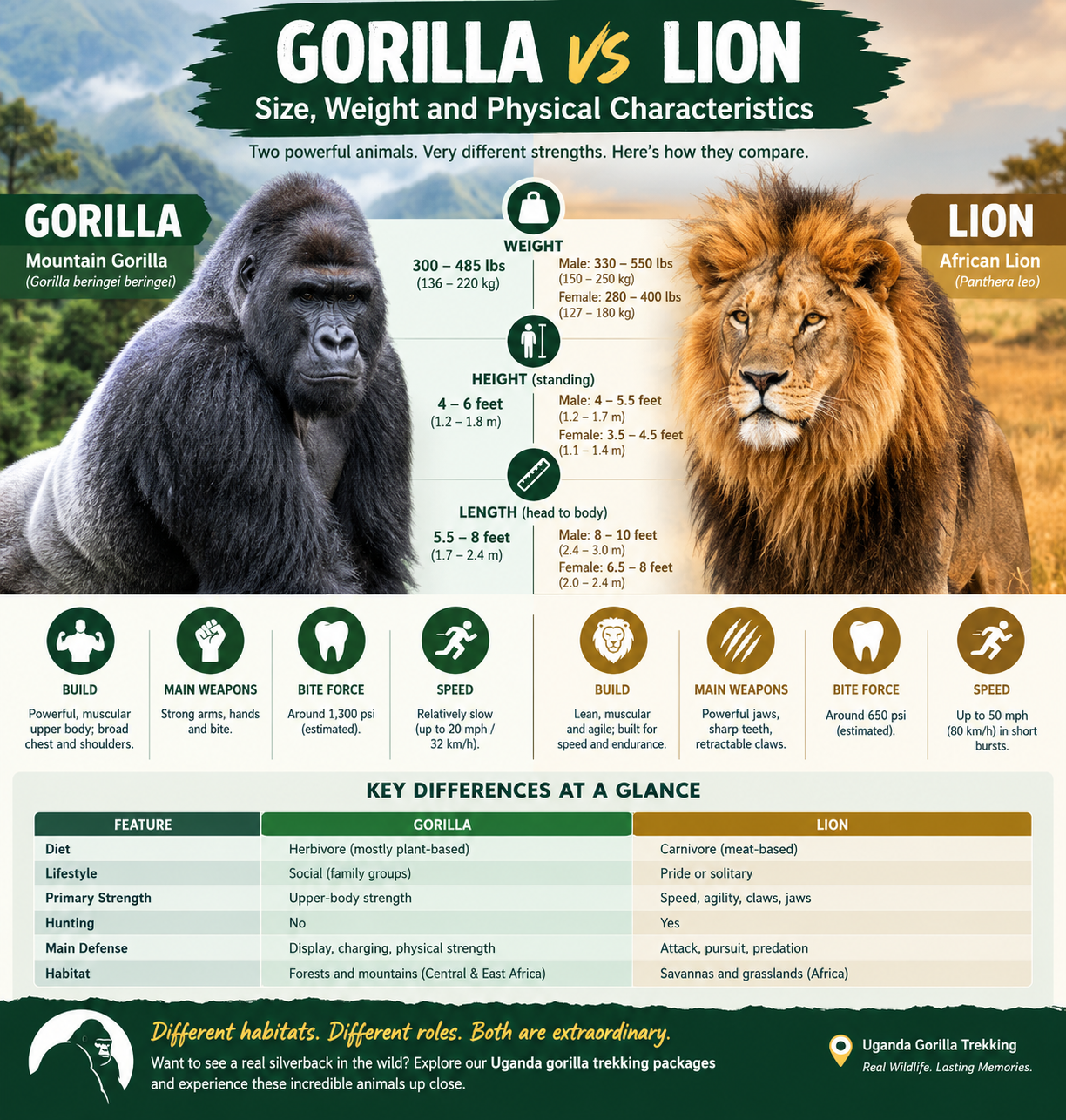Gorilla vs Lion: Size, Weight and Physical Characteristics