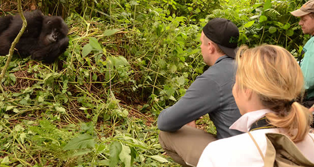 How to Behave Around Gorillas During a Trek