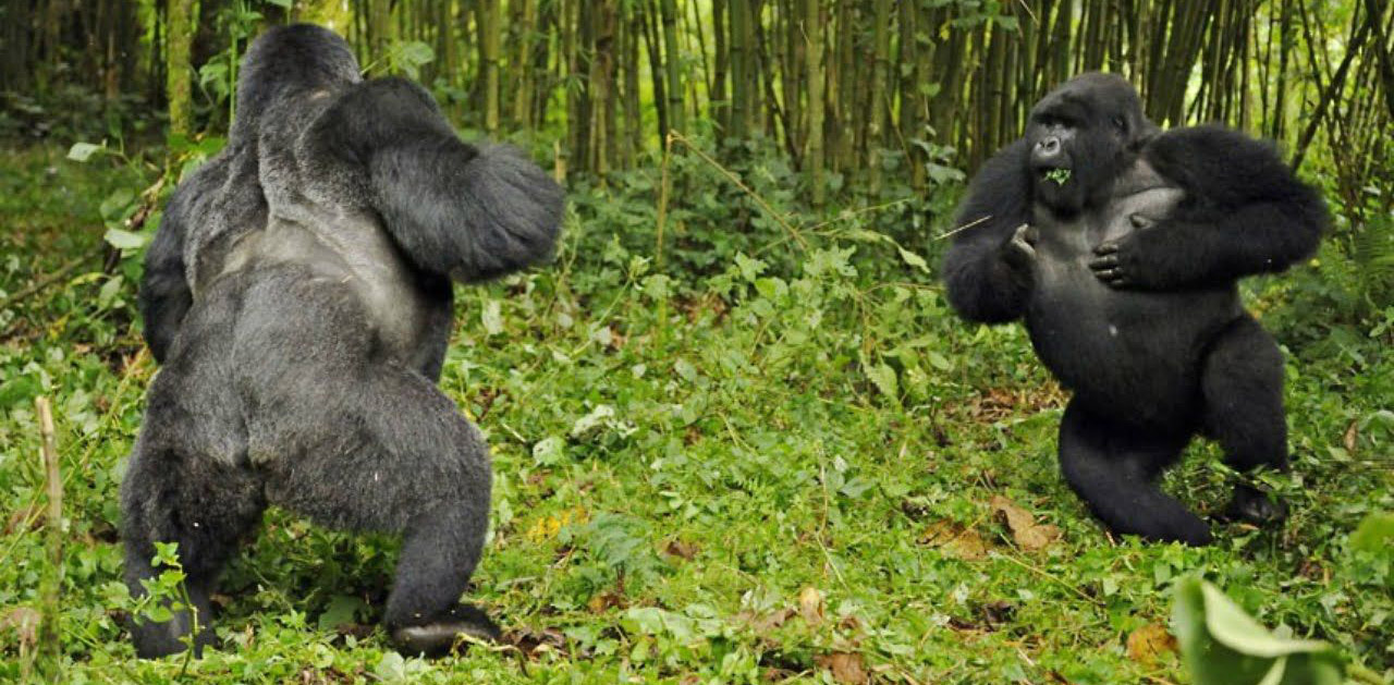 What Is the Difference Between a Blackback and a Silverback Gorilla?